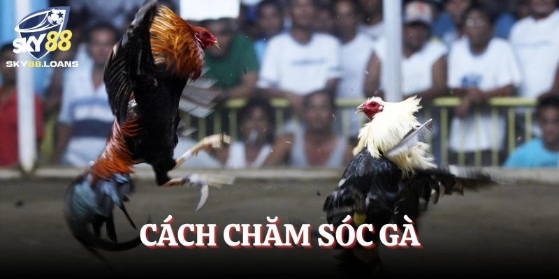 Cách Chăm Sóc Gà Đá-Bí Quyết Giúp Tăng Sức Chiến Đấu 