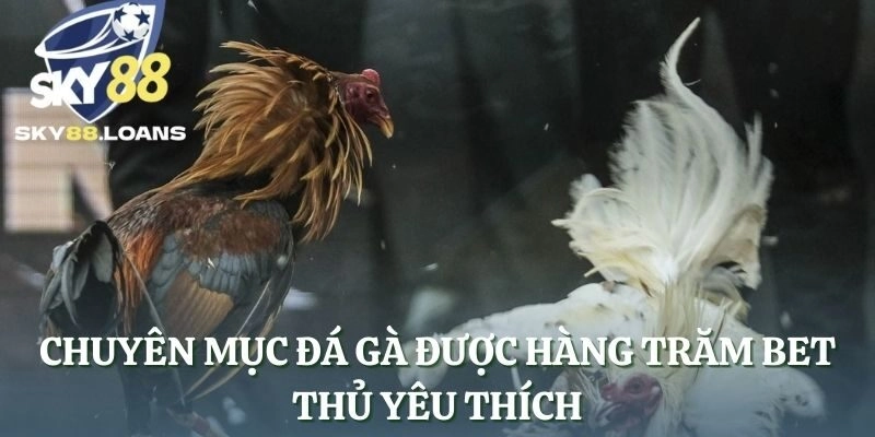 Chuyên mục đá gà được hàng trăm bet thủ yêu thích