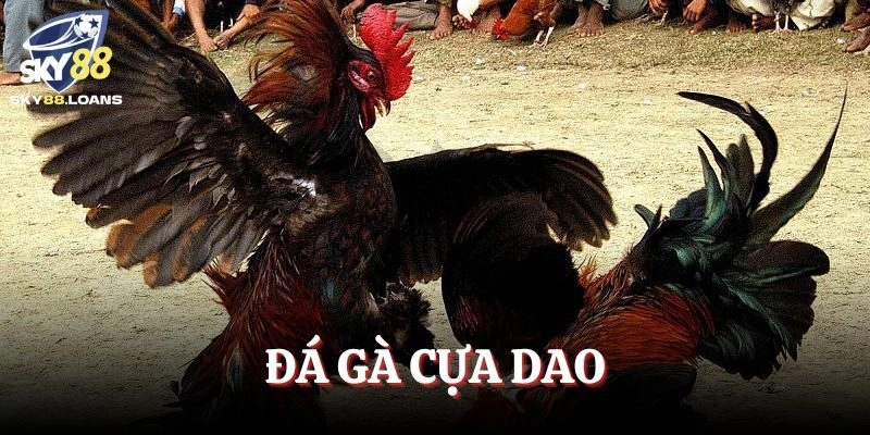 Đá Gà Cựa Dao 2025 – Nơi Quy Tụ Các Thần Kê Bất Bại 