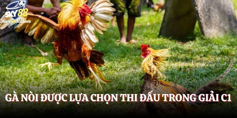 Gà nòi được lựa chọn thi đấu trong giải C1