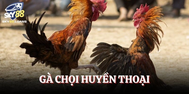 Gà Chọi Huyền Thoại-Những Chiến Kê Lẫy Lừng Trong Lịch Sử